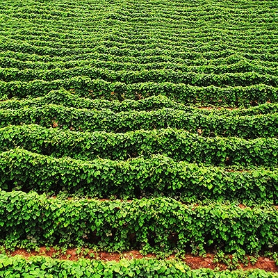 五穀療坊 Grain mill