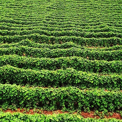 五穀療坊 Grain mill